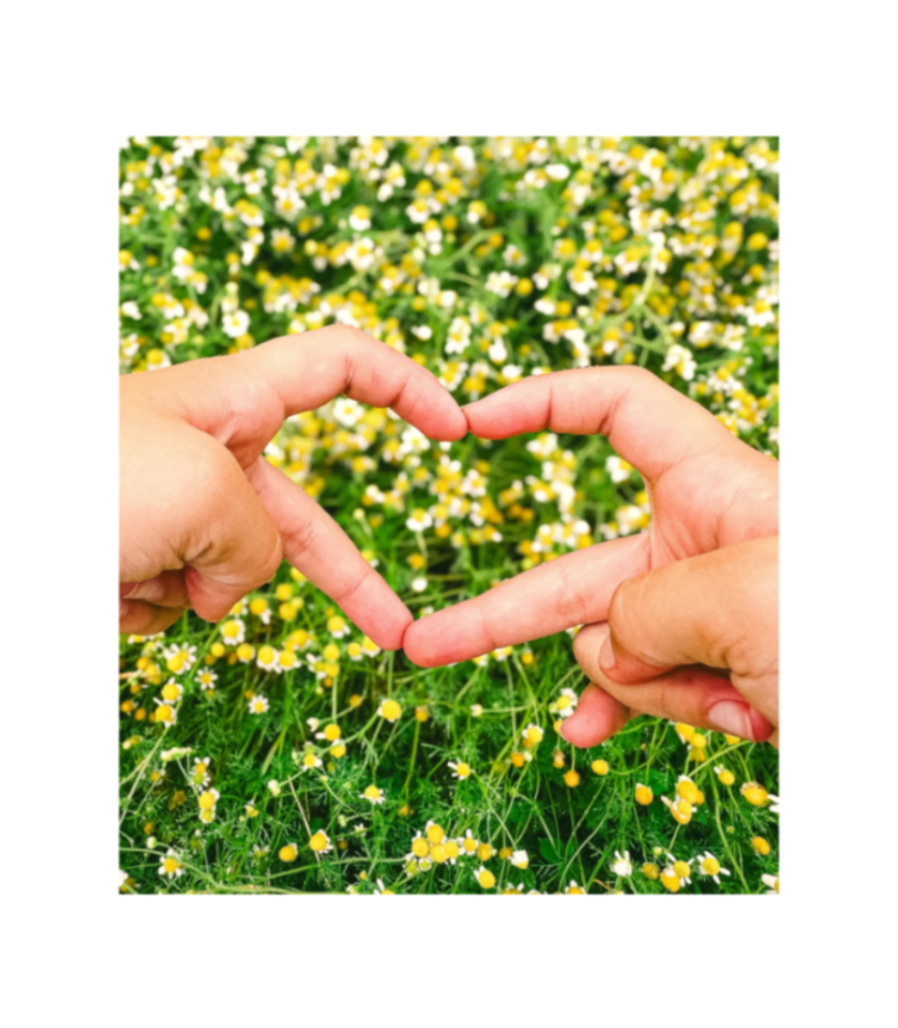 ORGANIC TERRA CO.® Child and adult hands forming a heart shape together over a field of wild chamomile flowers representing Organic Terra Co. three generation founding story and commitment to giving back