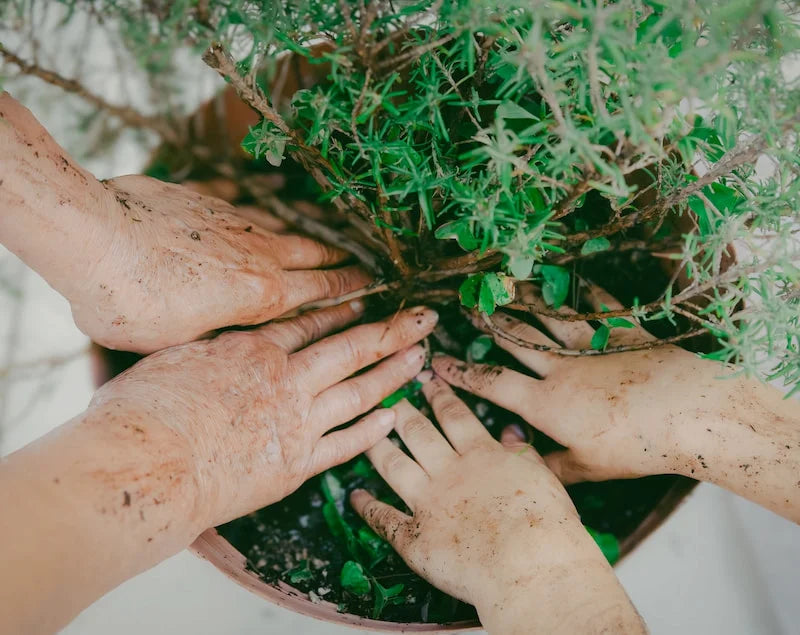 ORGANIC TERRA CO.® Three generations of hands tending a botanical plant together representing the Organic Terra Co. founding story rooted in grandmother mother and daughter botanical skincare traditions