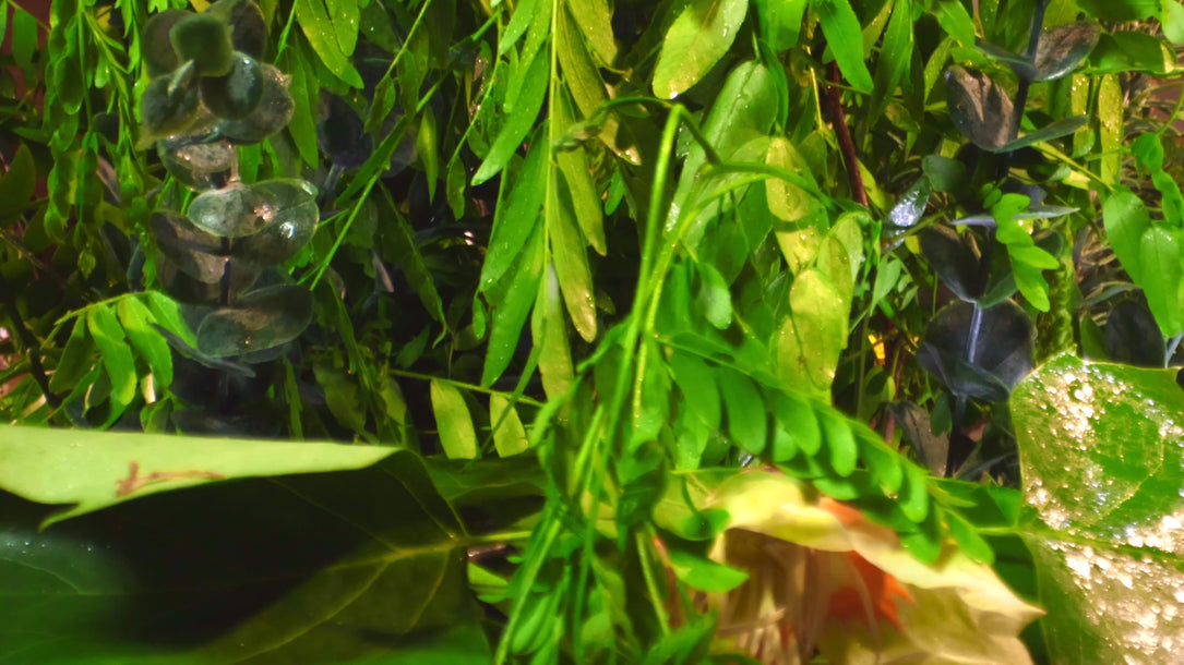 ORGANIC TERRA CO.® botanical skincare products revealed through garden leaves and fresh botanicals